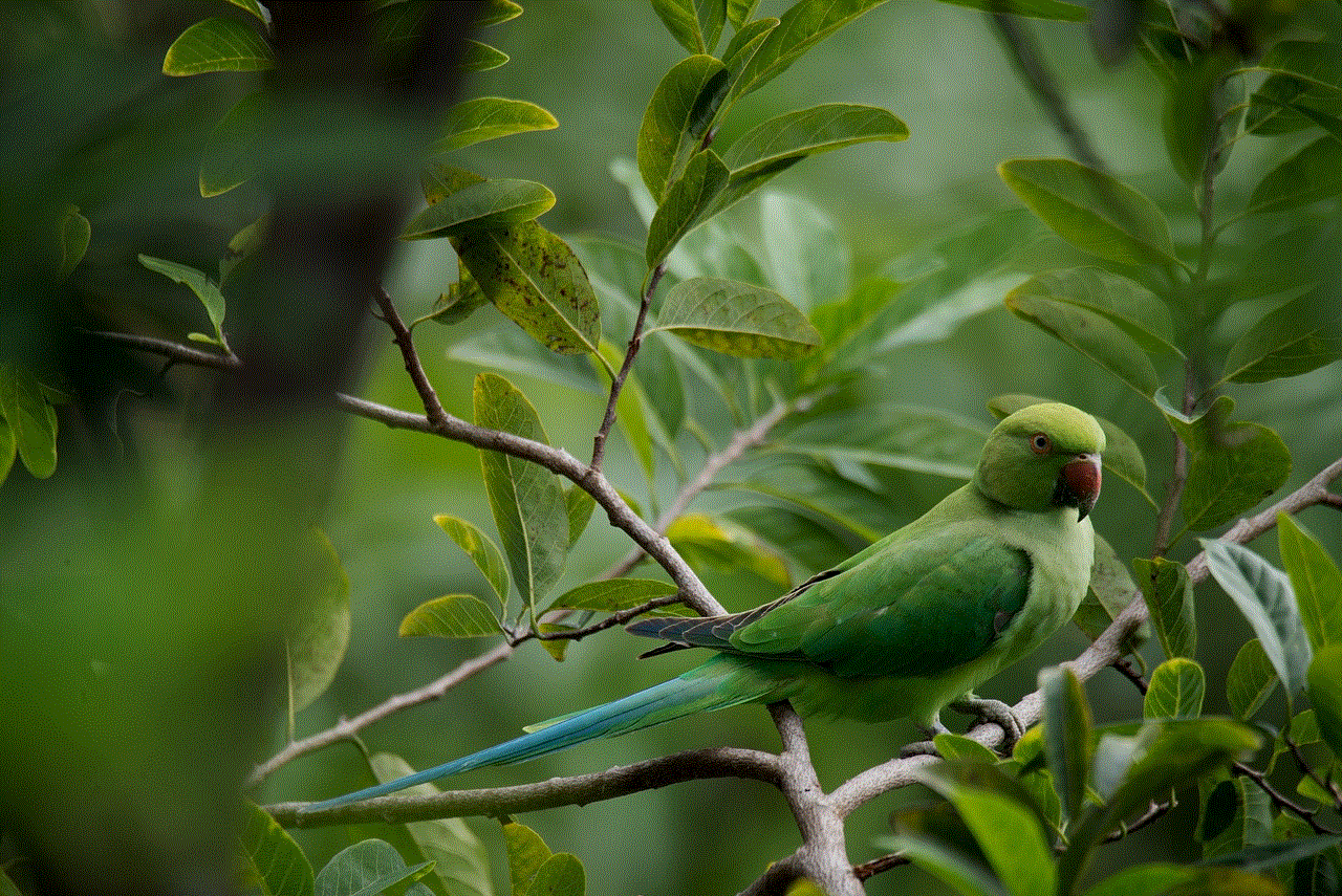 Parrot Wildlife