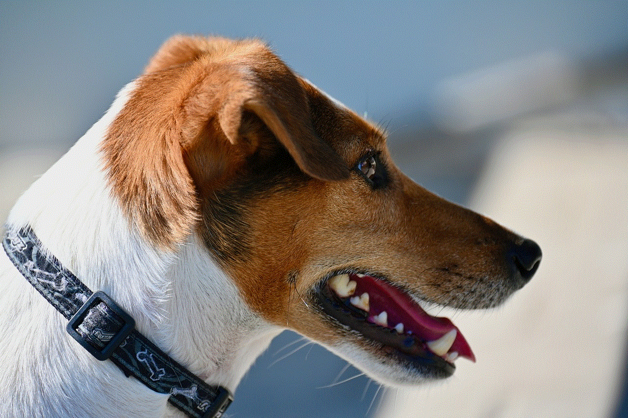 Dog Jack Russel Terrier