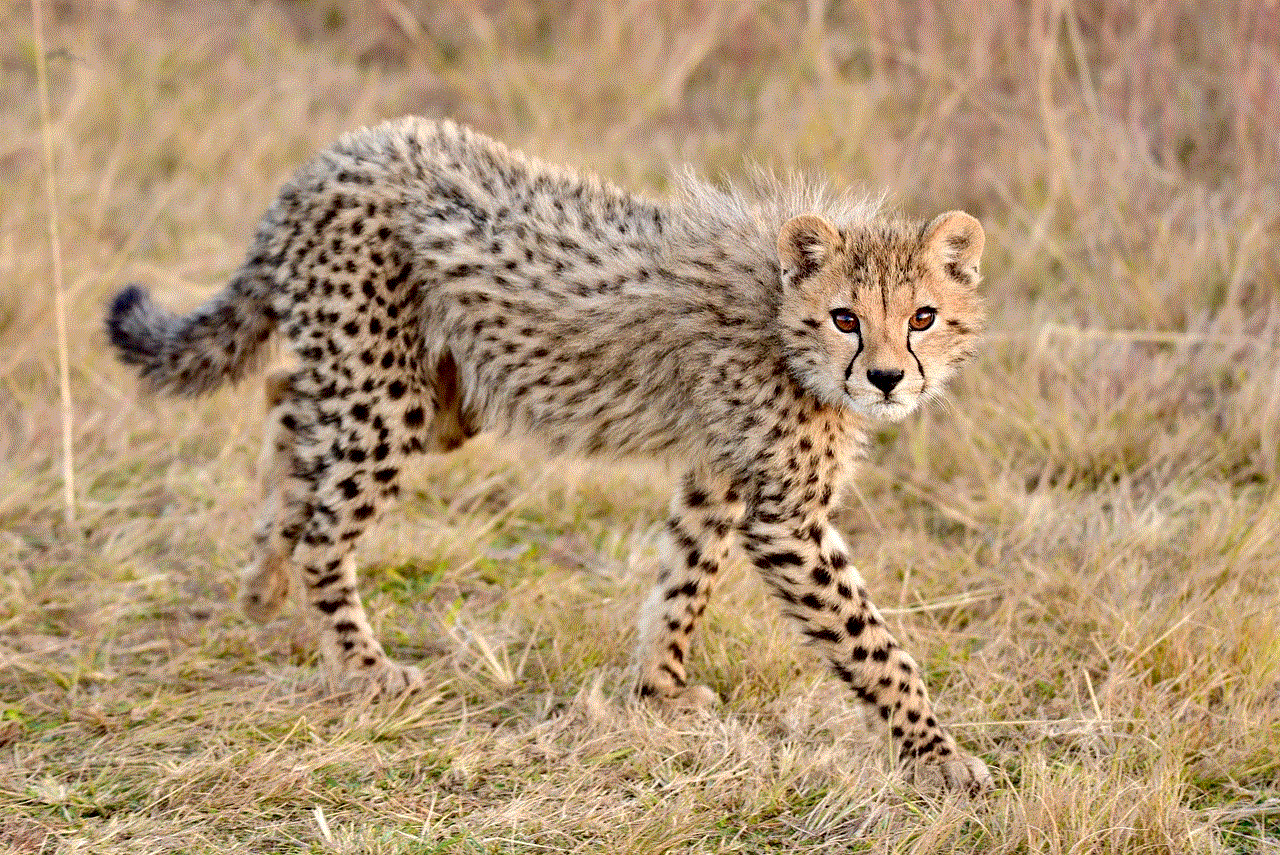 Cheetah Africa