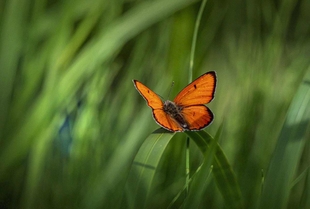 Butterfly Lycaena Dispar