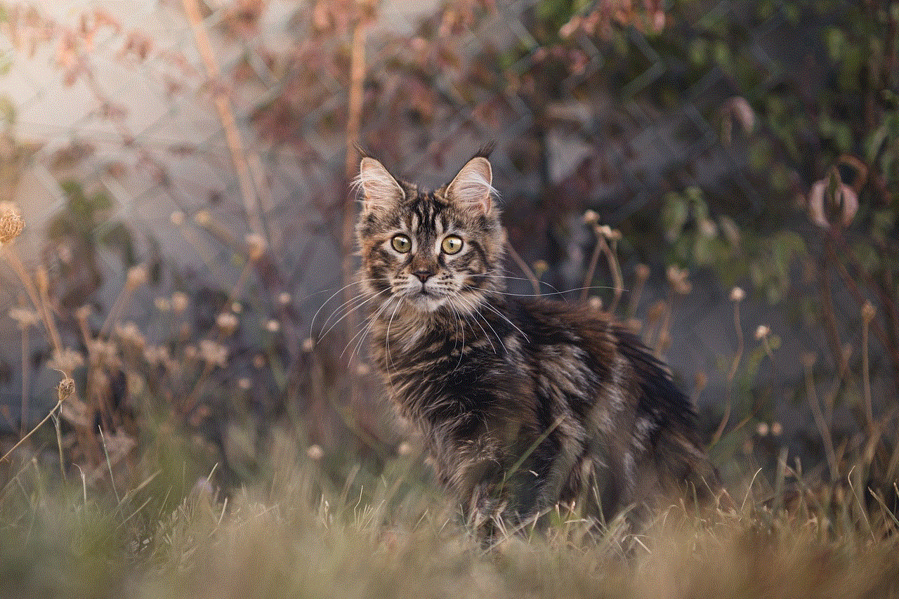 Cat Maine Coon