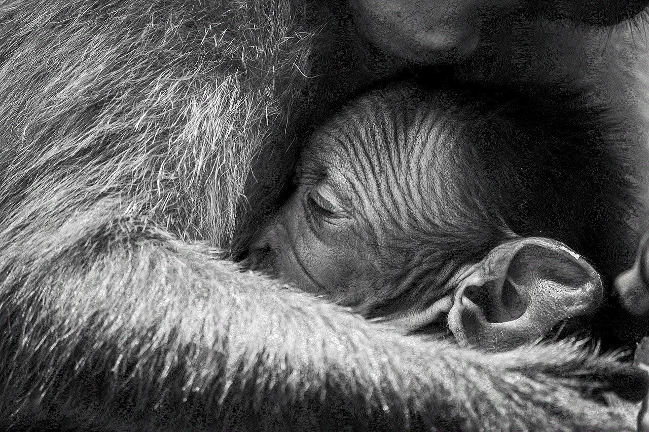 Macaques Baby Monkey
