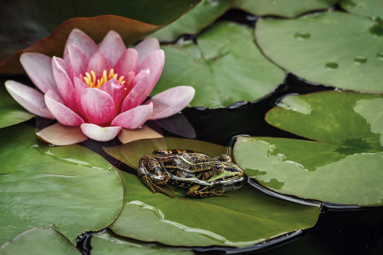 Yellow Water-Lily Water Lily