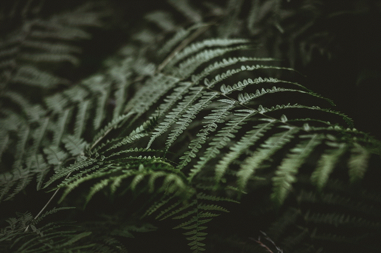 Ferns Leaves