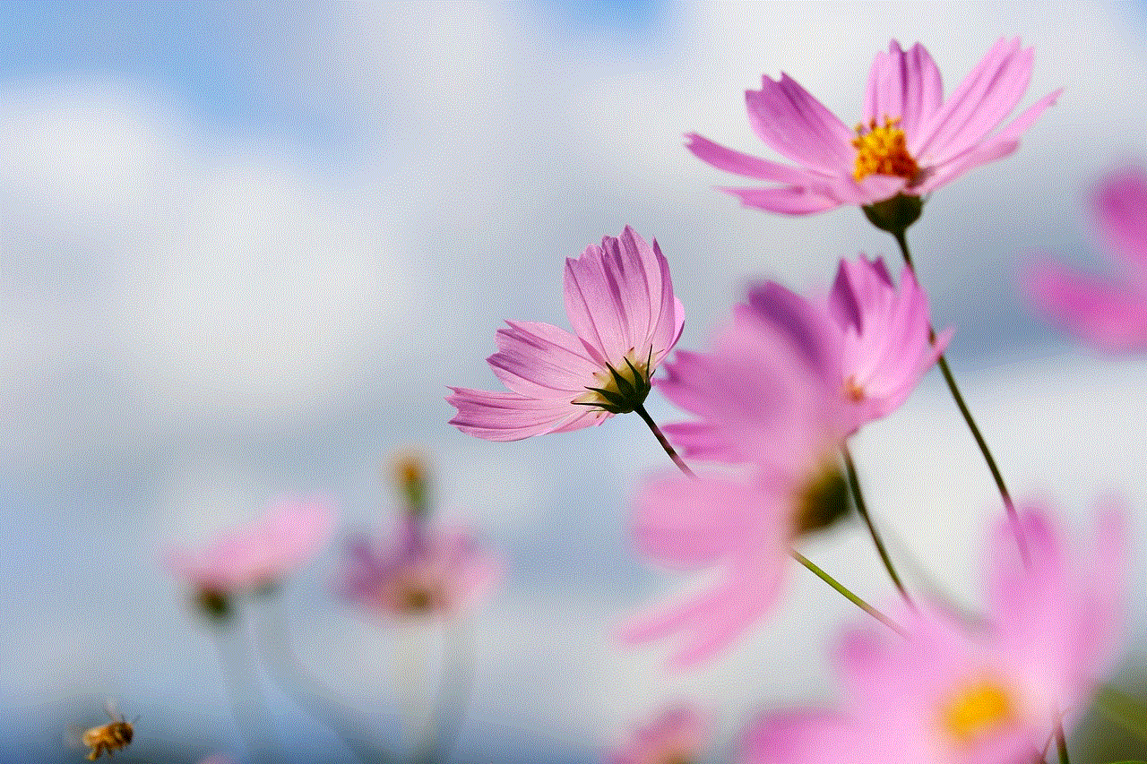 Cosmos Flower