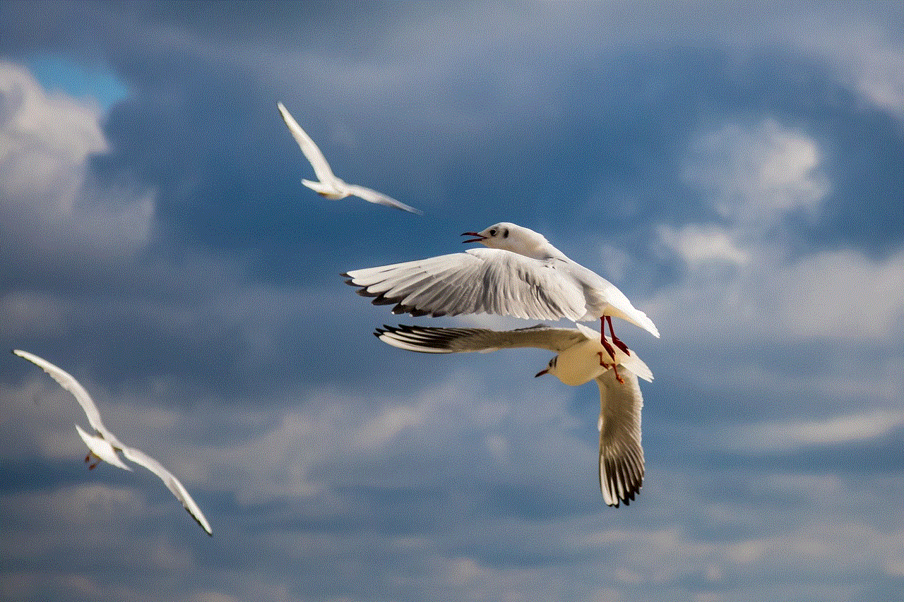 Seagull Bird