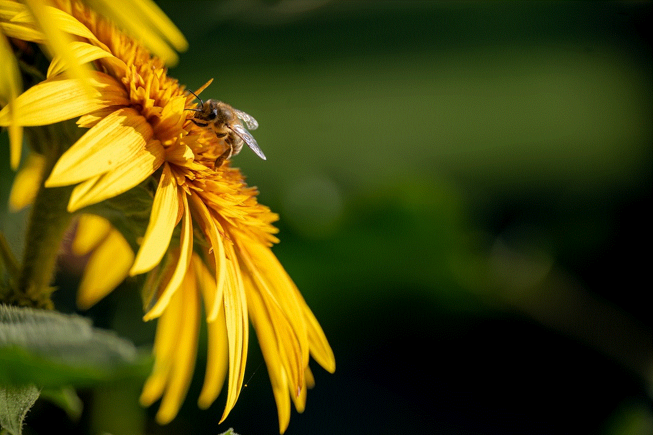 Flower Sunflower