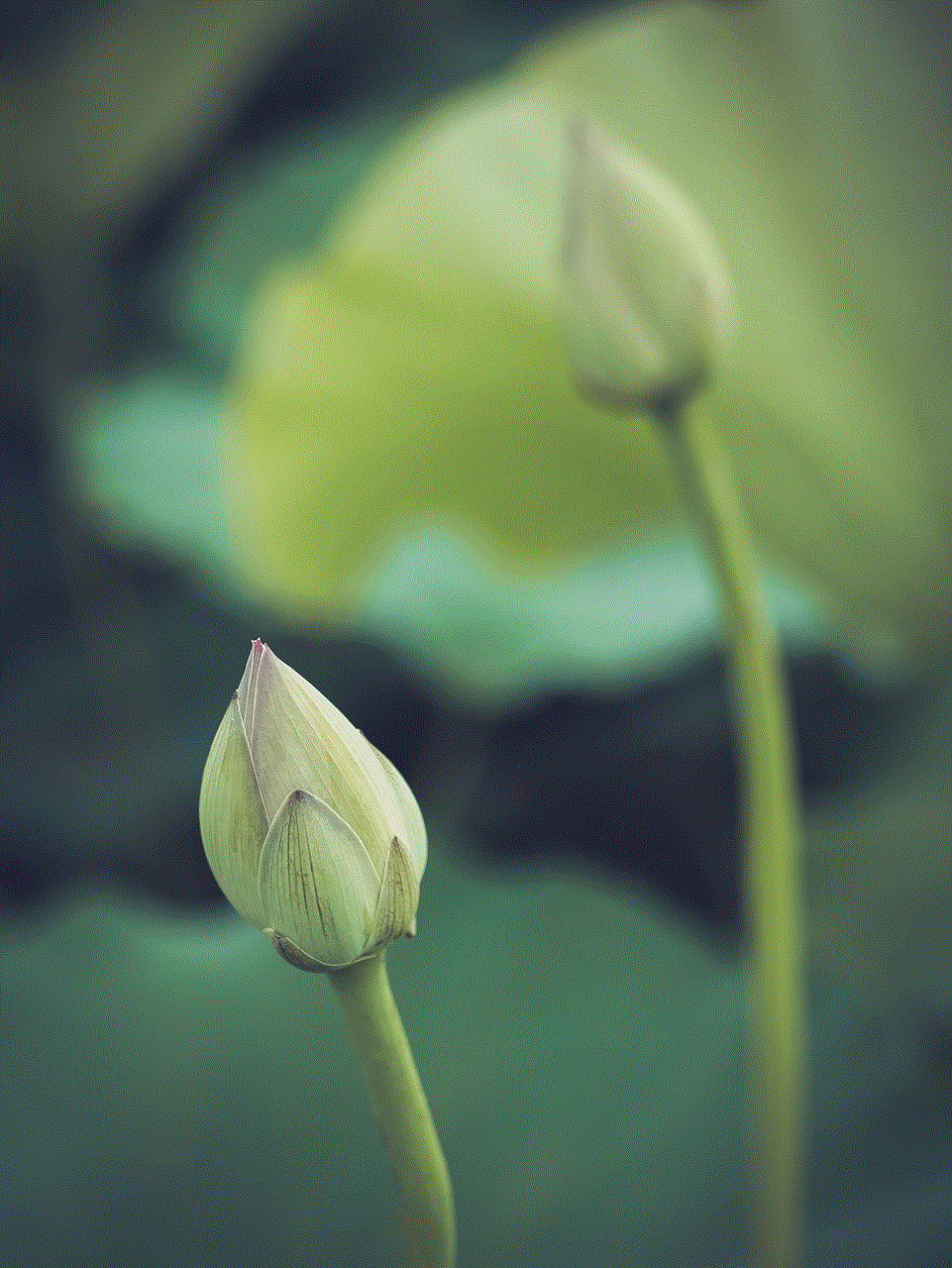 Japan Flower Background