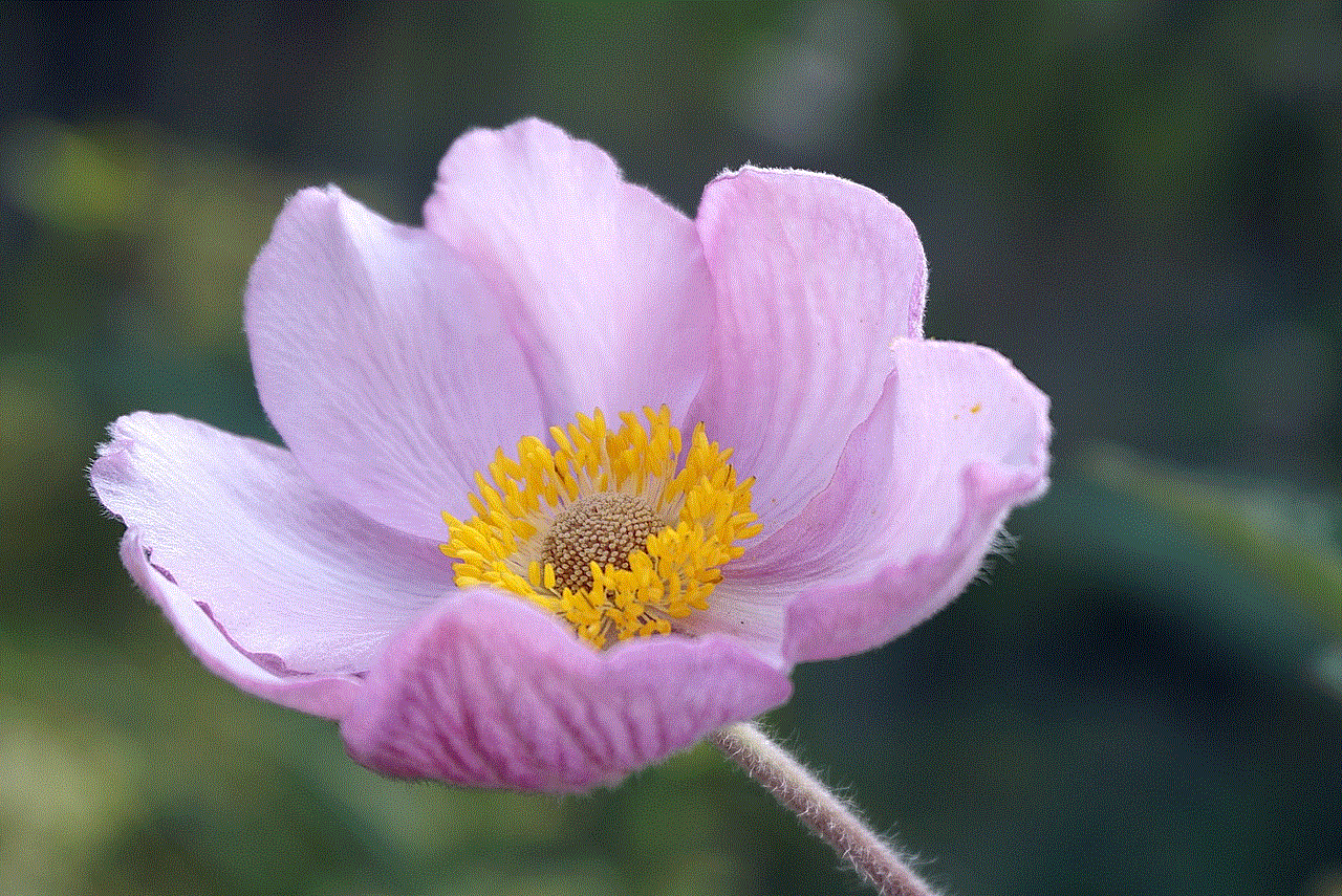 Flower Stamens