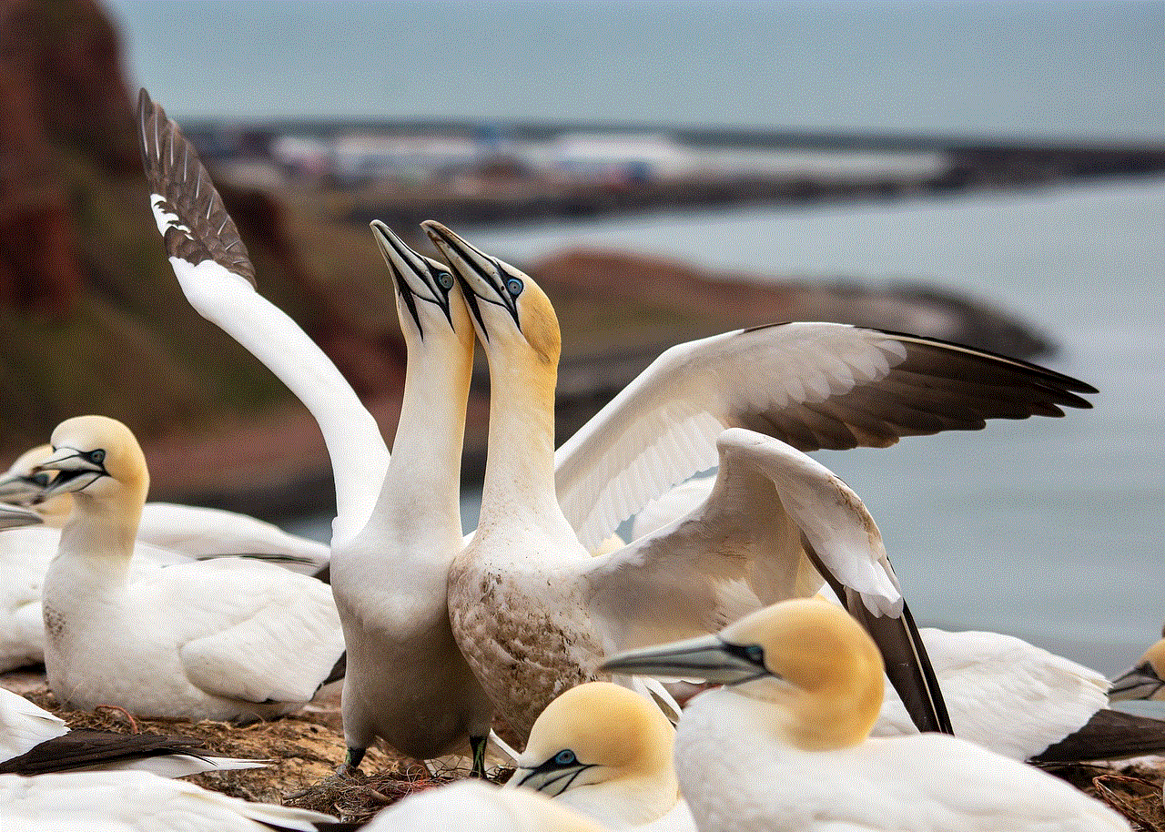 Northern Gannets Seabirds