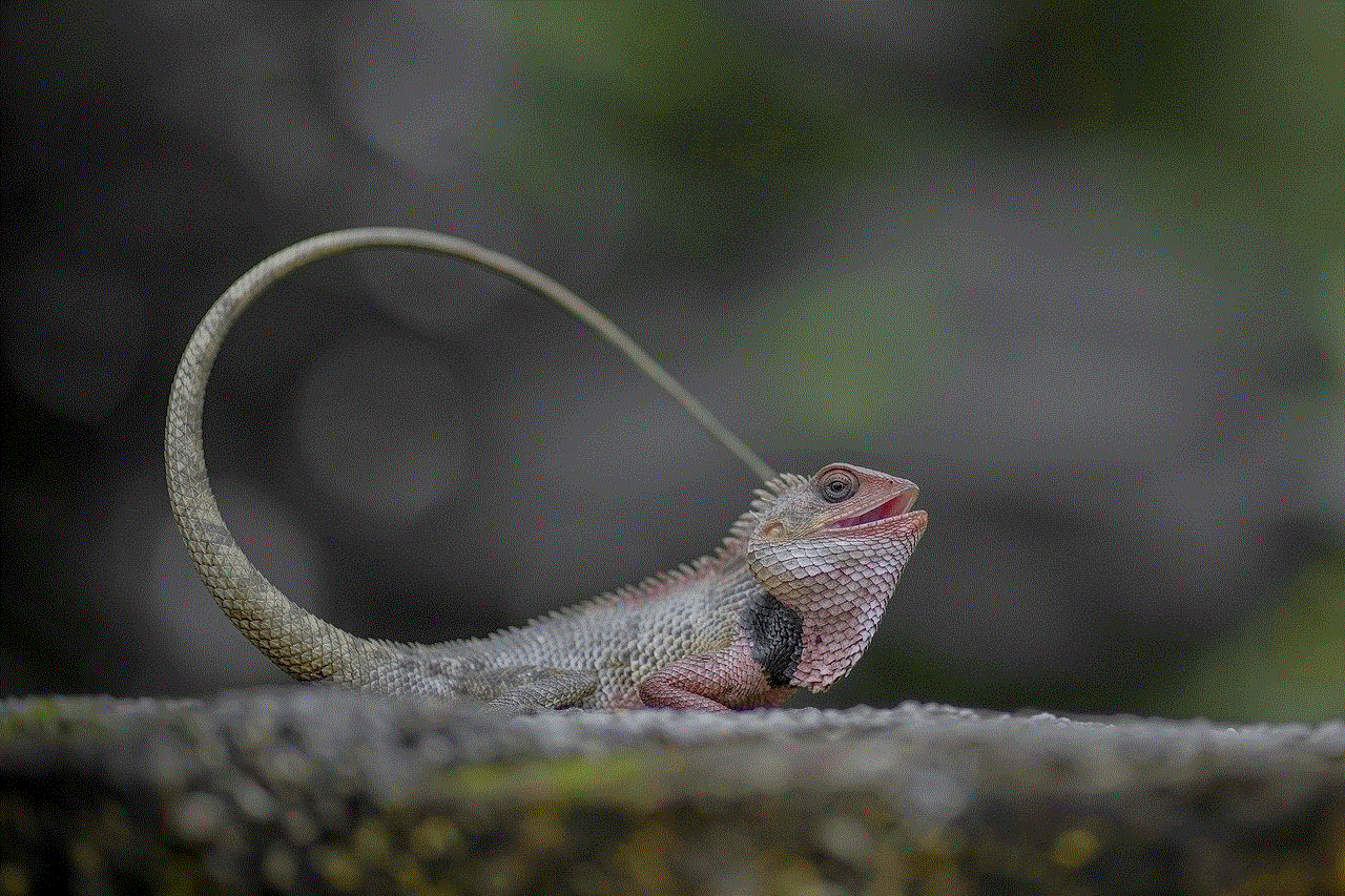 Chameleon Lizard