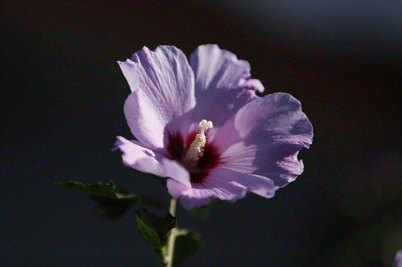 Flower Hibiscus