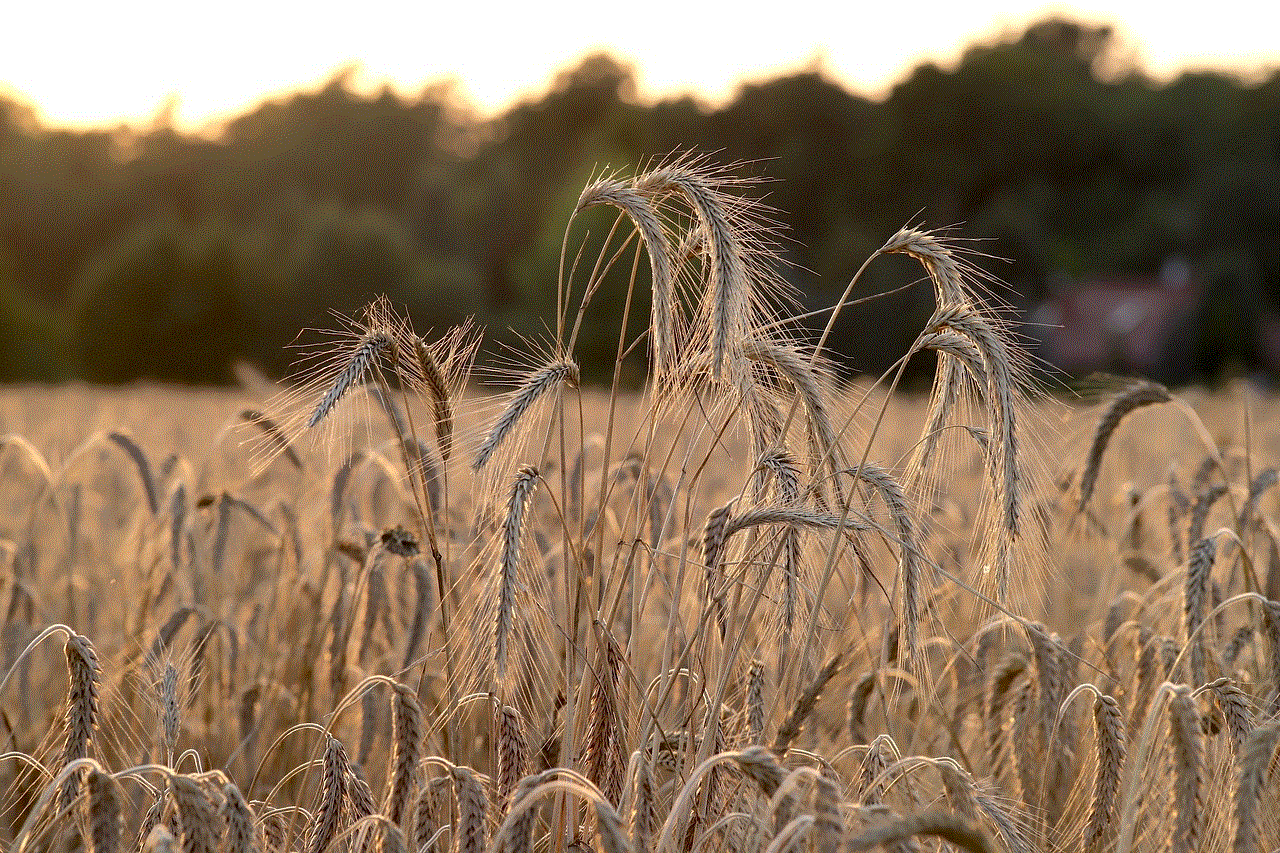 Wheat Wheat Field