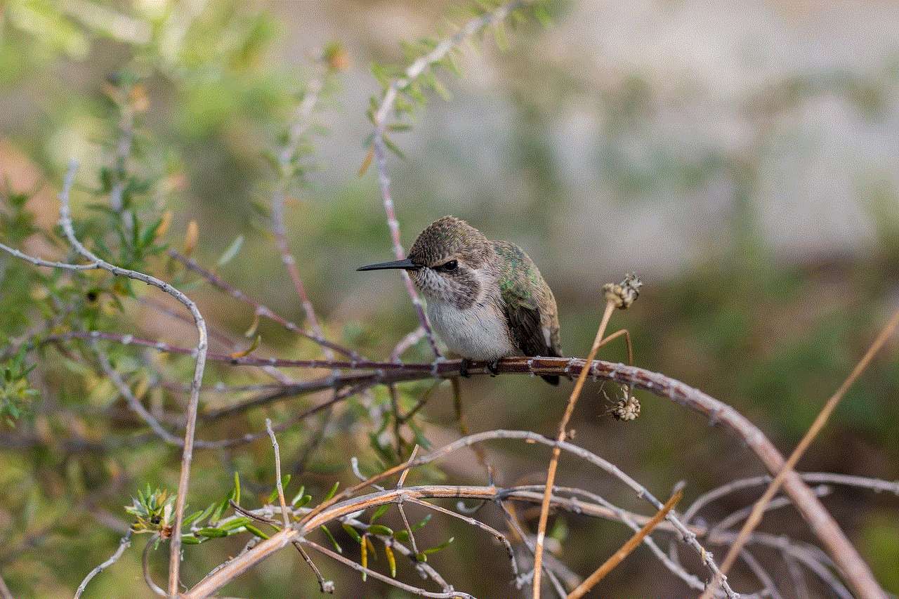 Hummingbird Bird