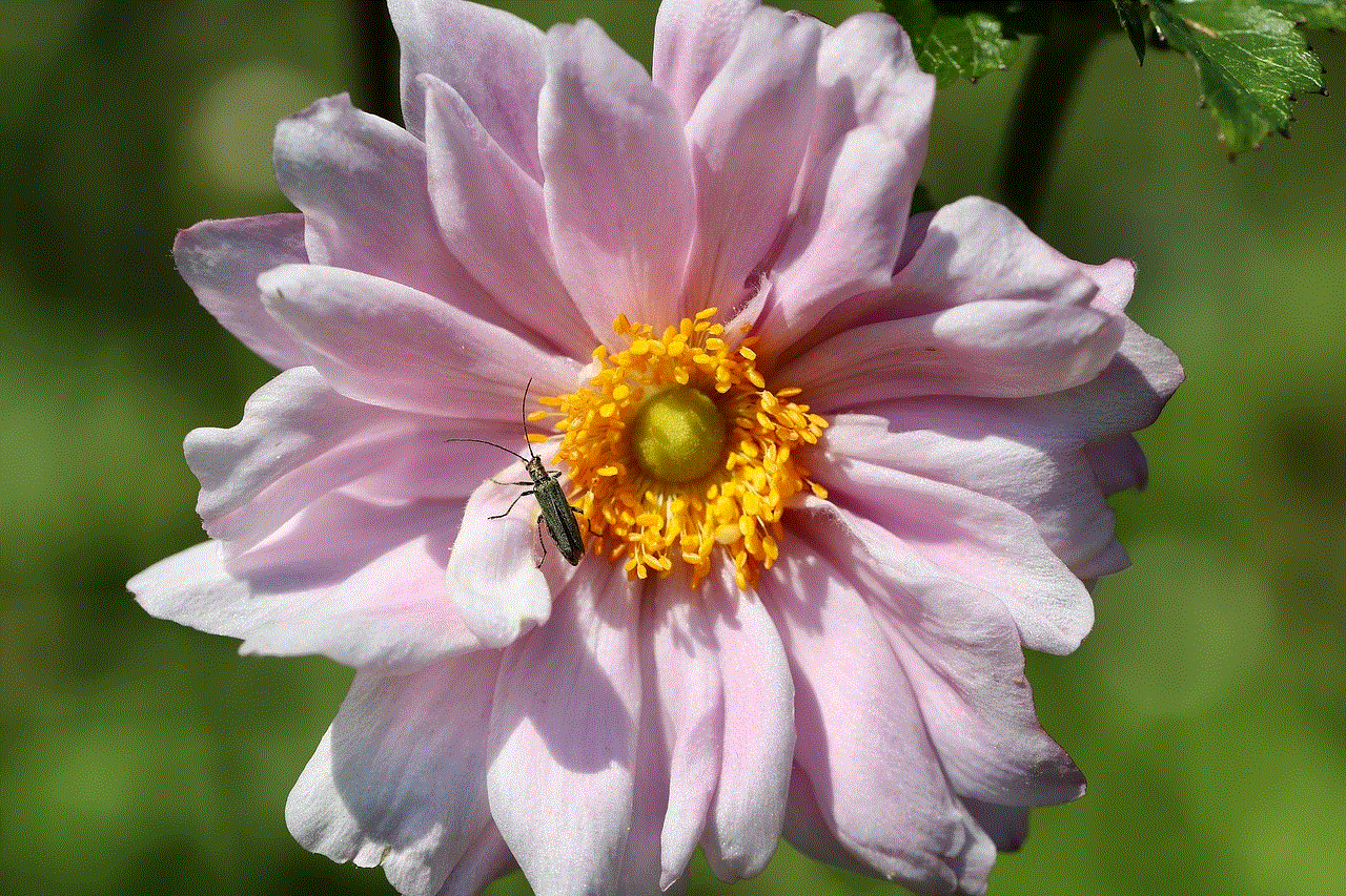 Green Longhorn Beetle Autumn Anemone