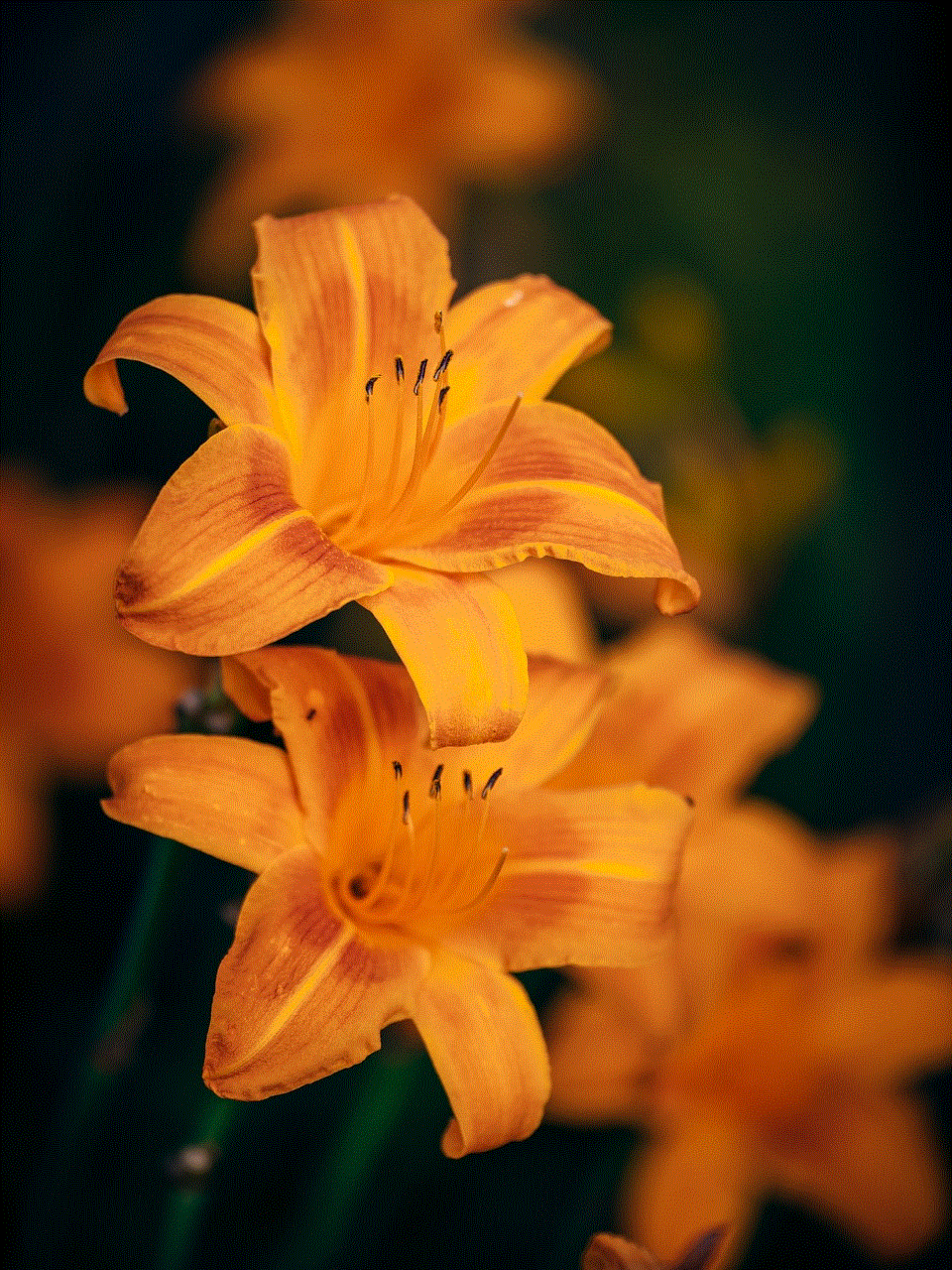 Lilies Flowers