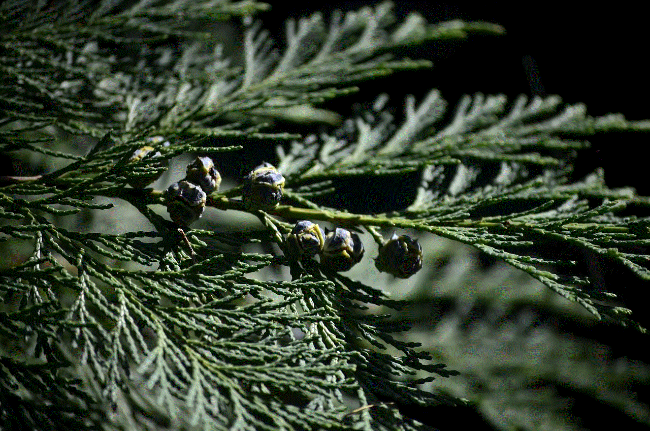 Thuja Spruce