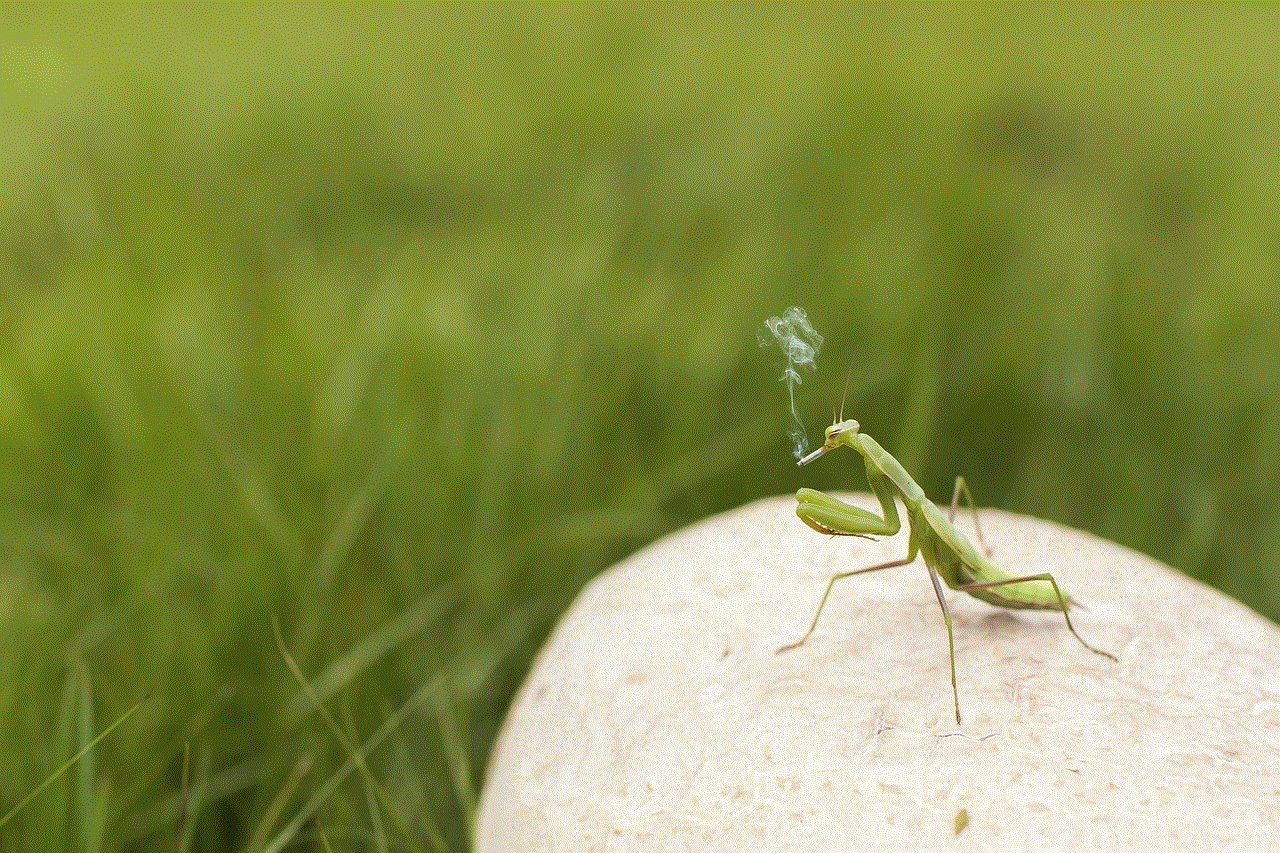 Praying Mantis Insect