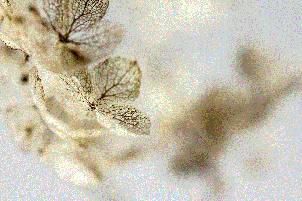 Hydrangea Dried Flowers