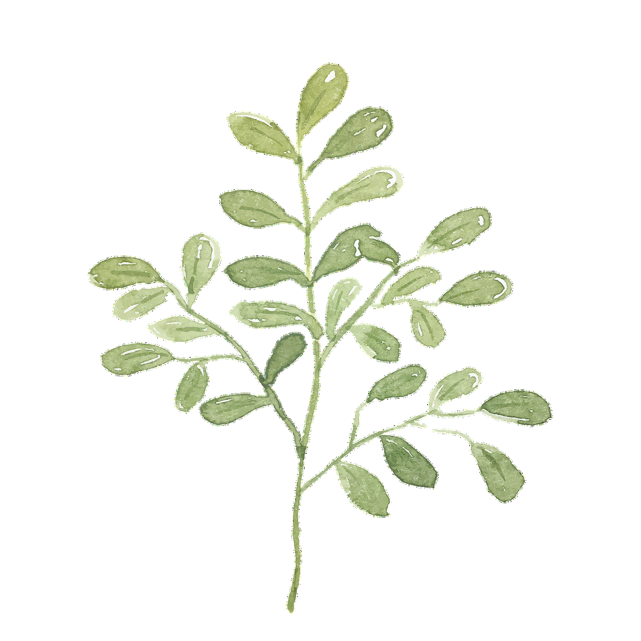 Leaves Plant