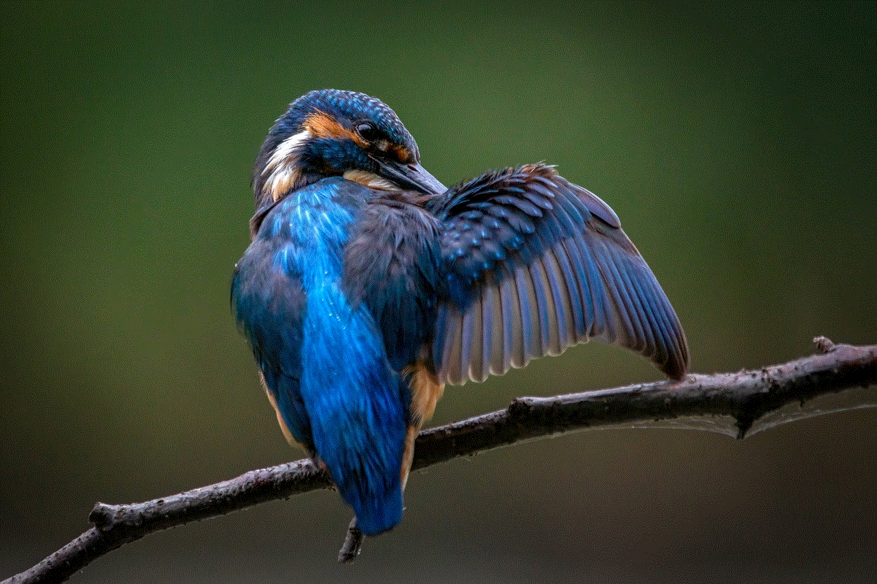 Kingfisher Bird