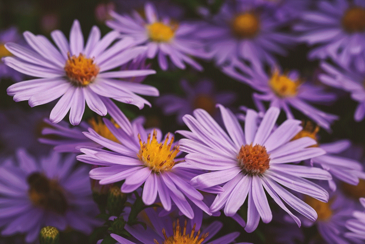 Autumn Aster