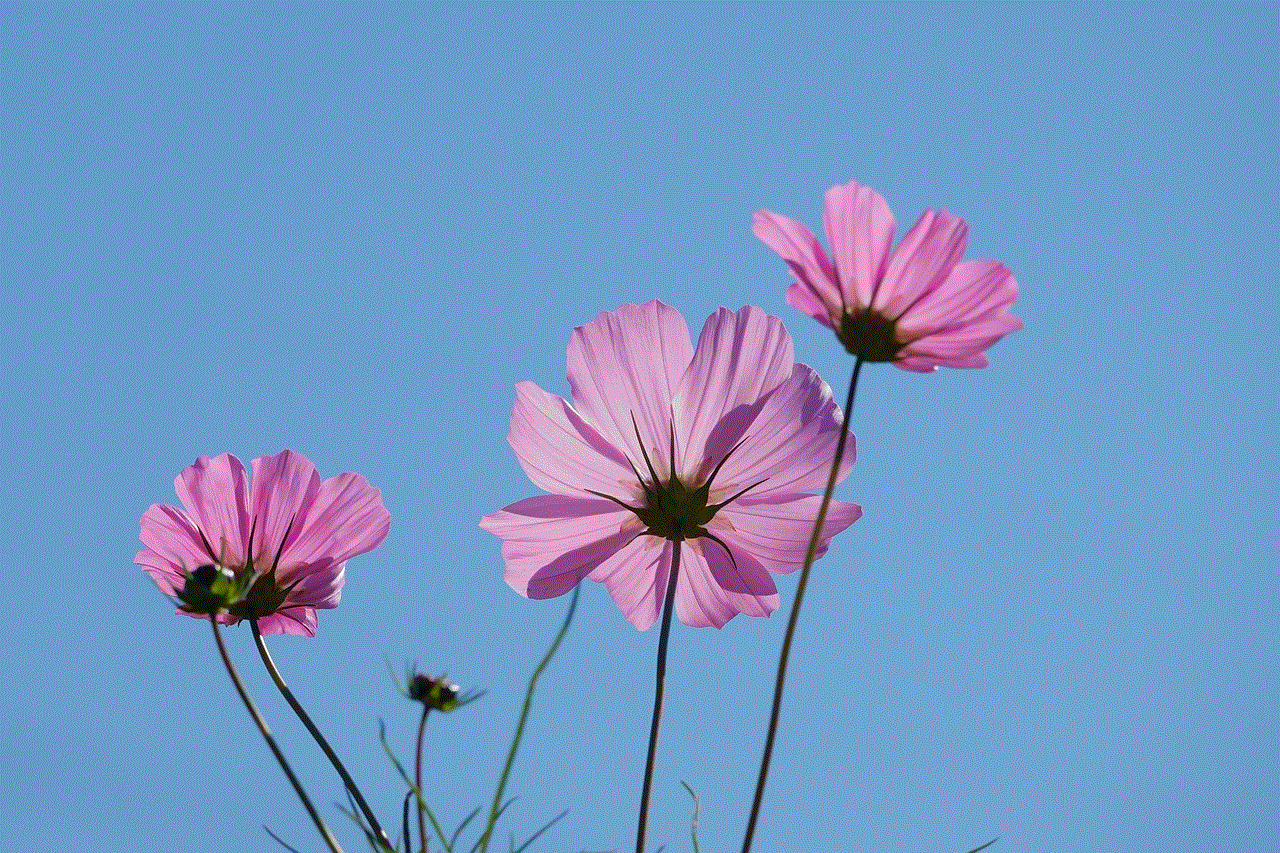 Flowers Cosmos