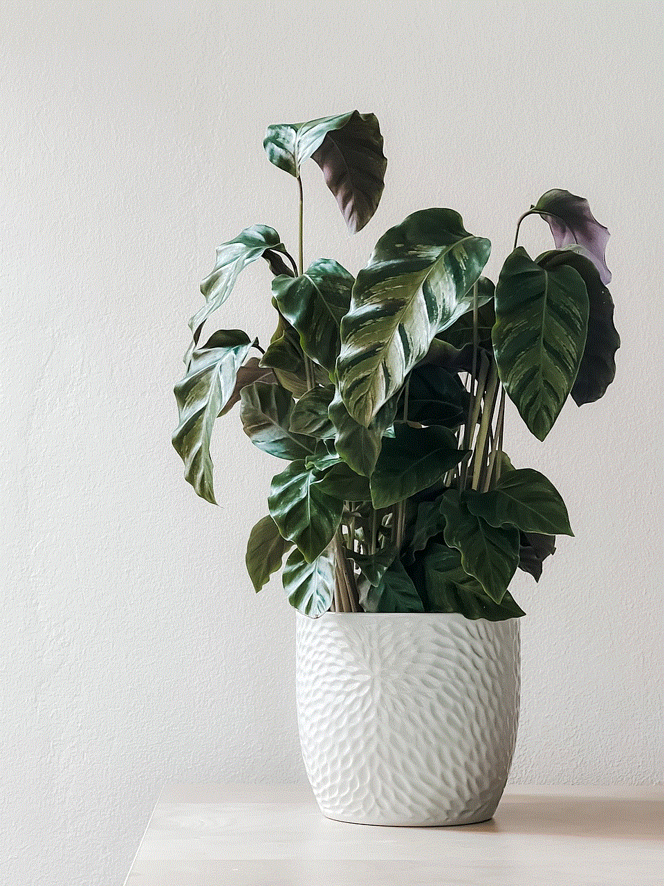 Houseplant Potted Plant