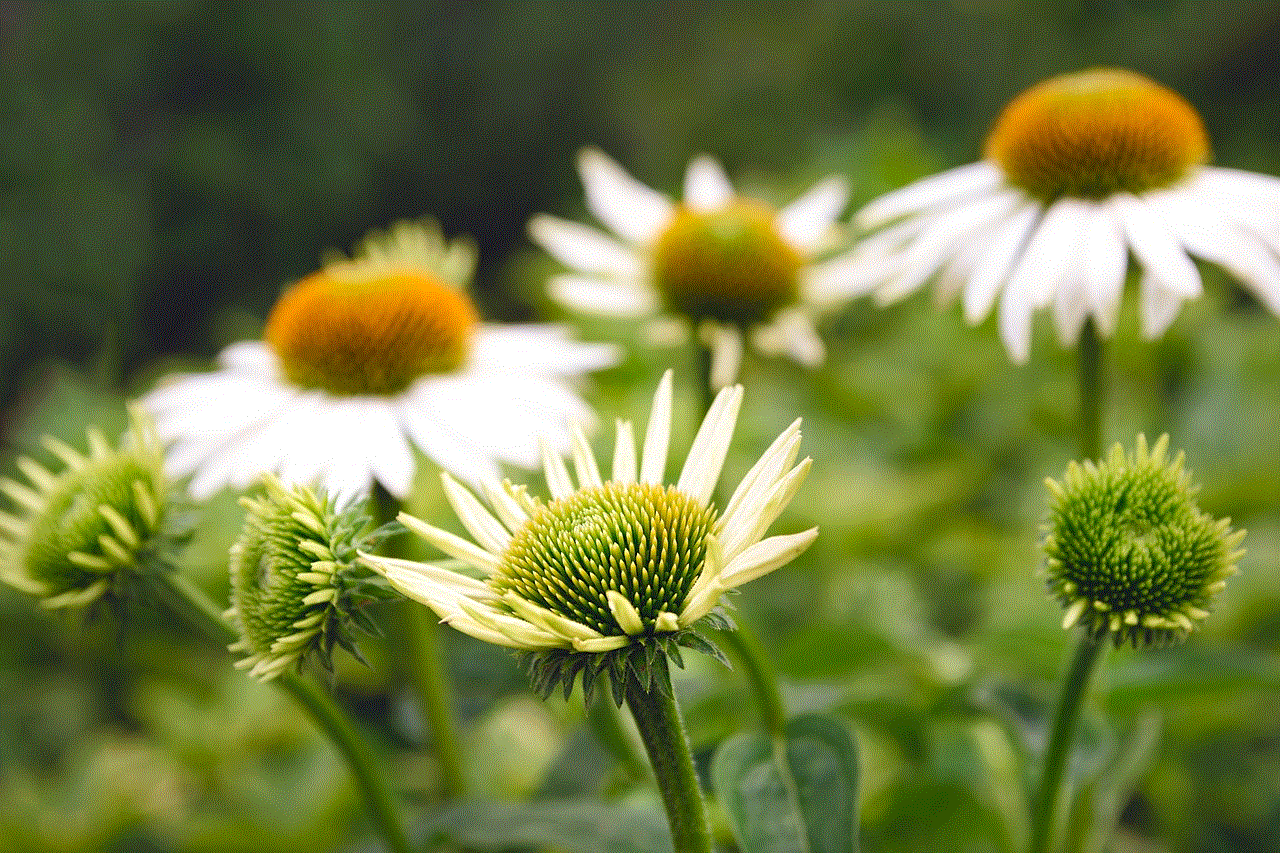 Daisies Flowers