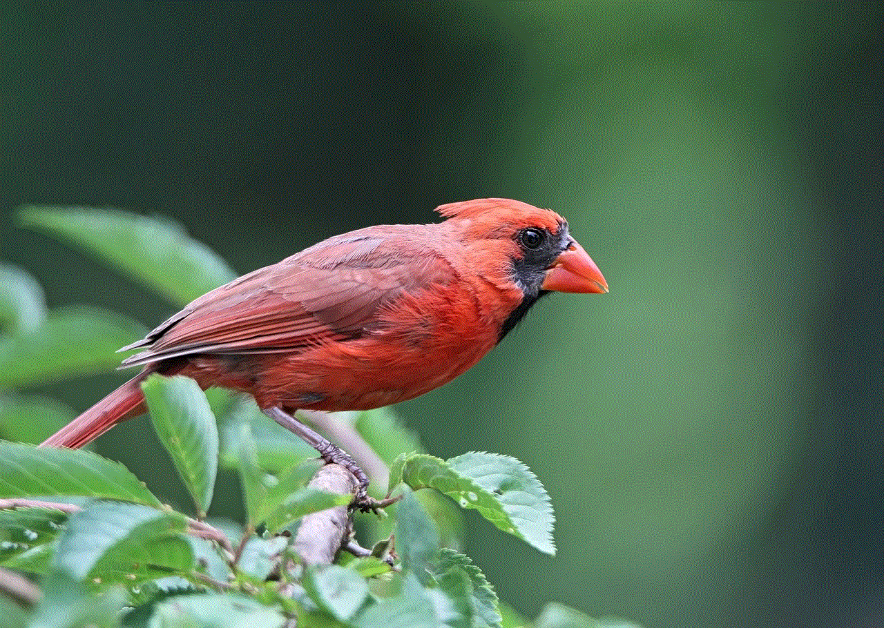 Cardinal Bird