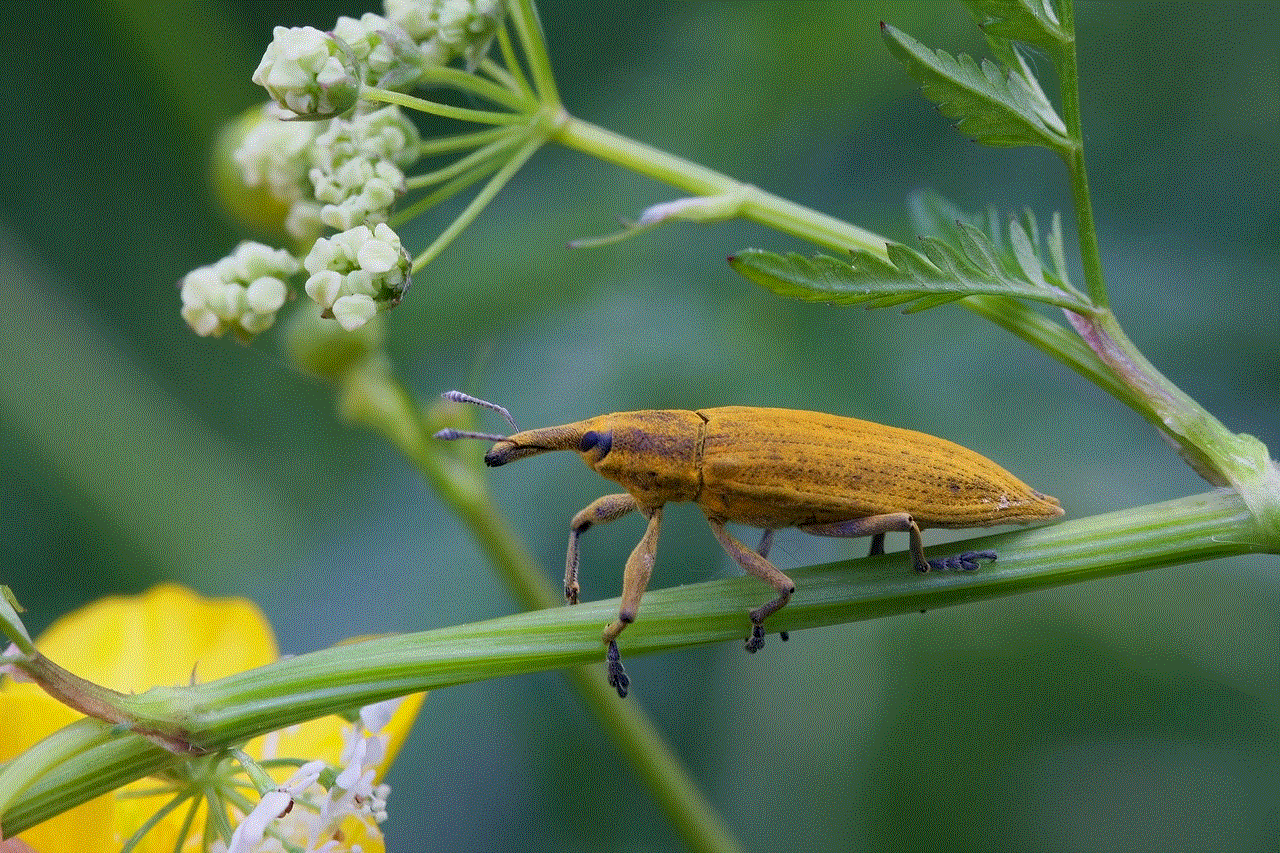 Weevil Insect