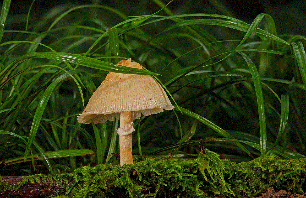 Mushroom Agaric