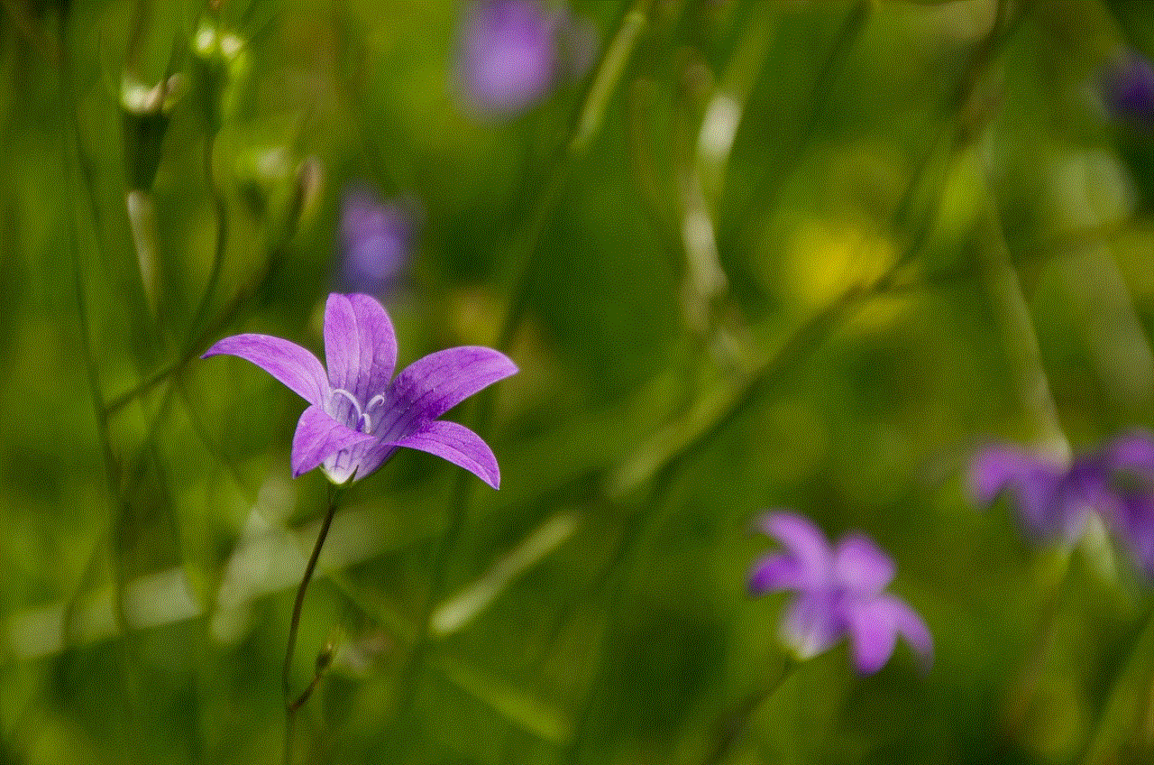 Bellflowers Purple Flowers