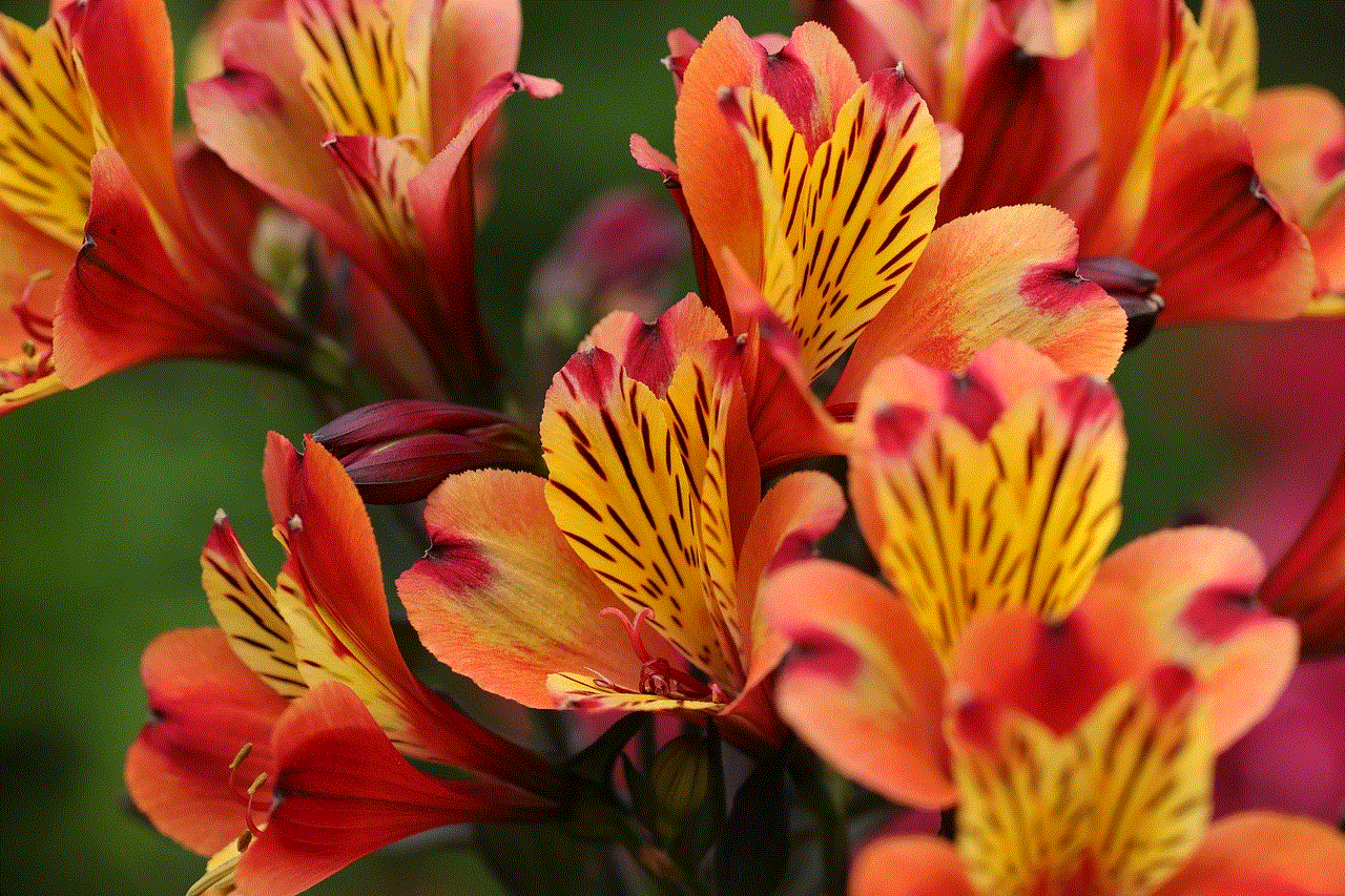 Flowers Beautiful Flowers Flowers Beautiful Flowers