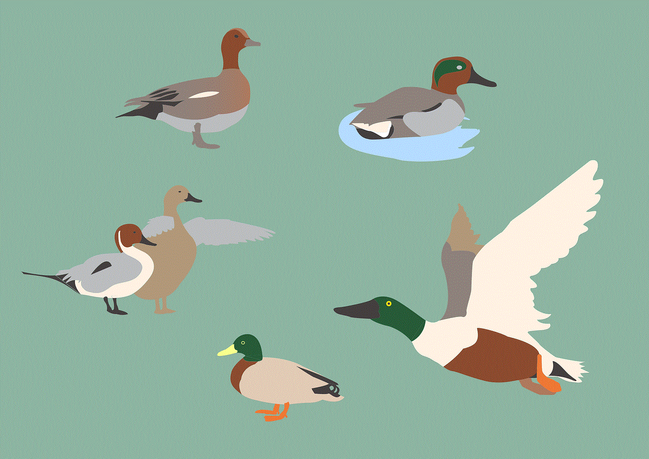 Ducks Birds