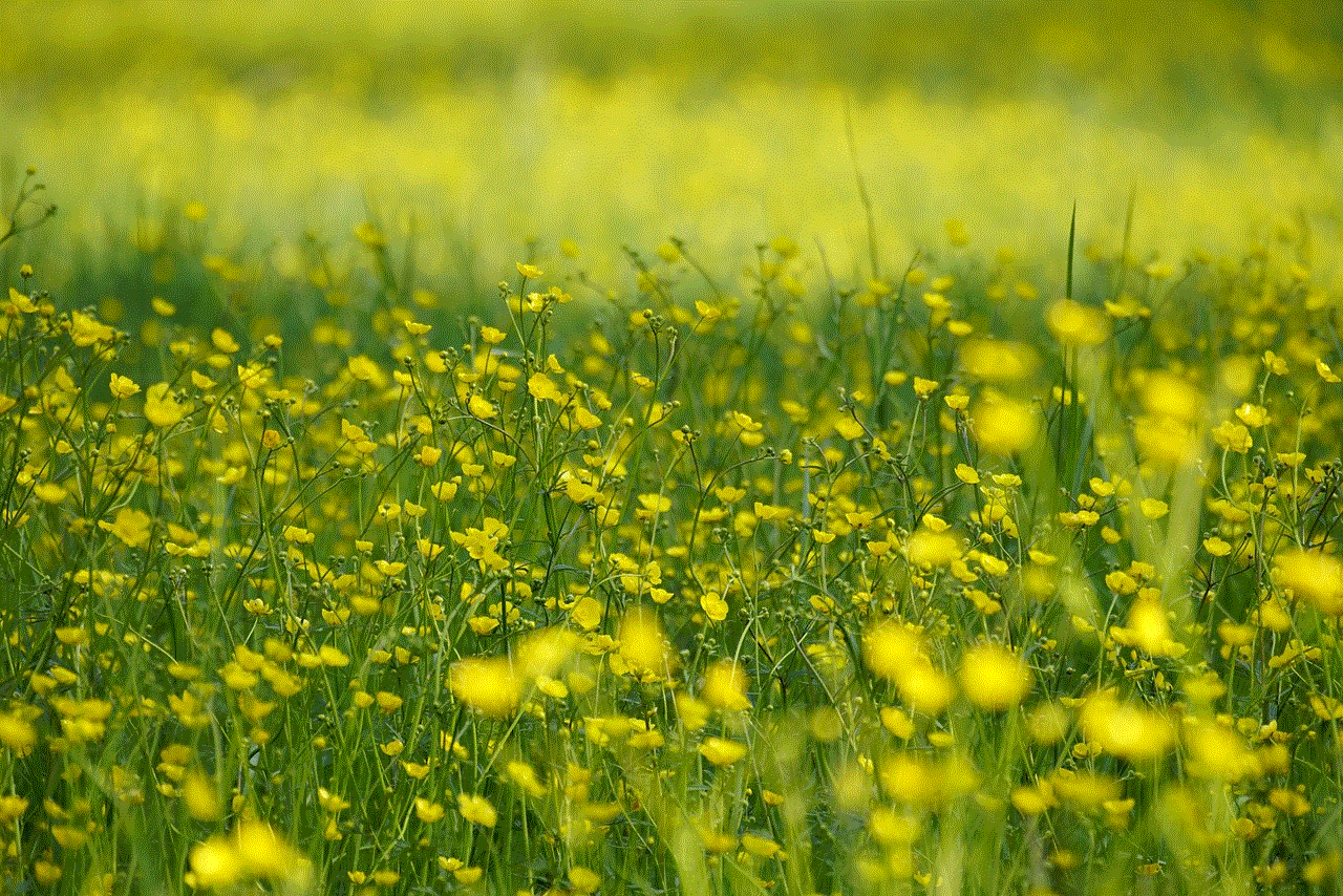 Buttercup Ranunculus