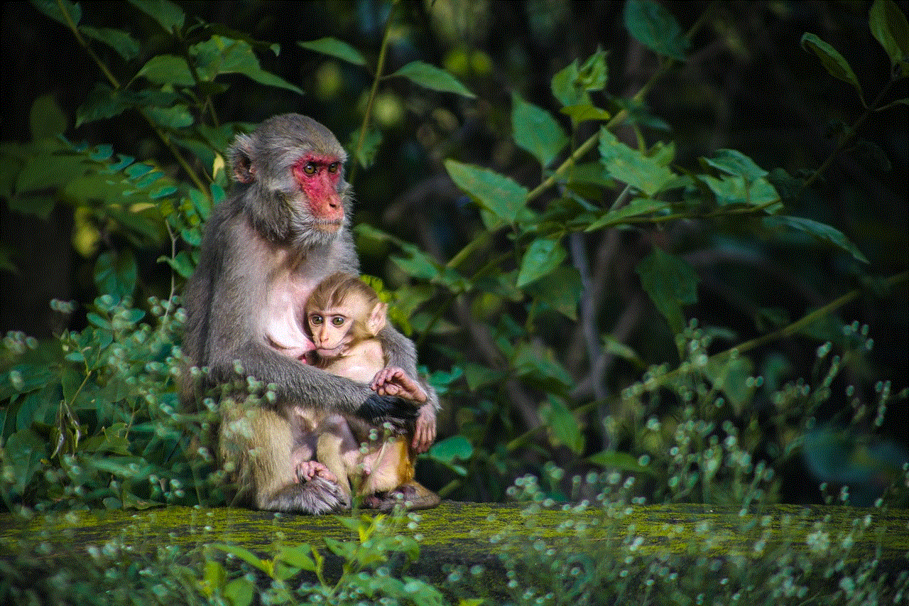 Monkey Feeding