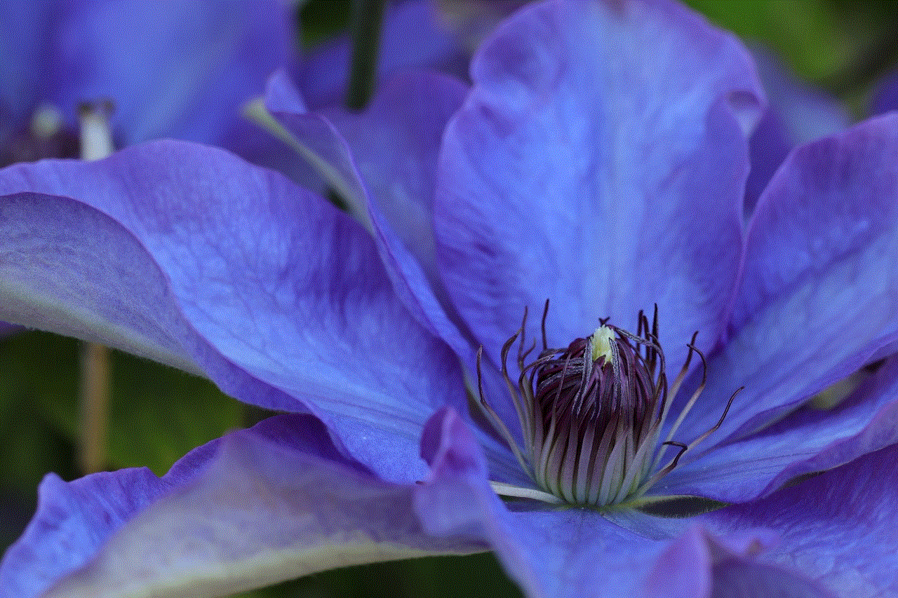 Clematis Flower