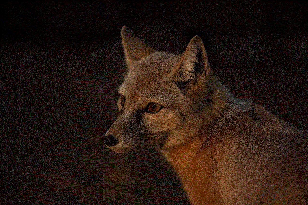 Corsac Fox Evening