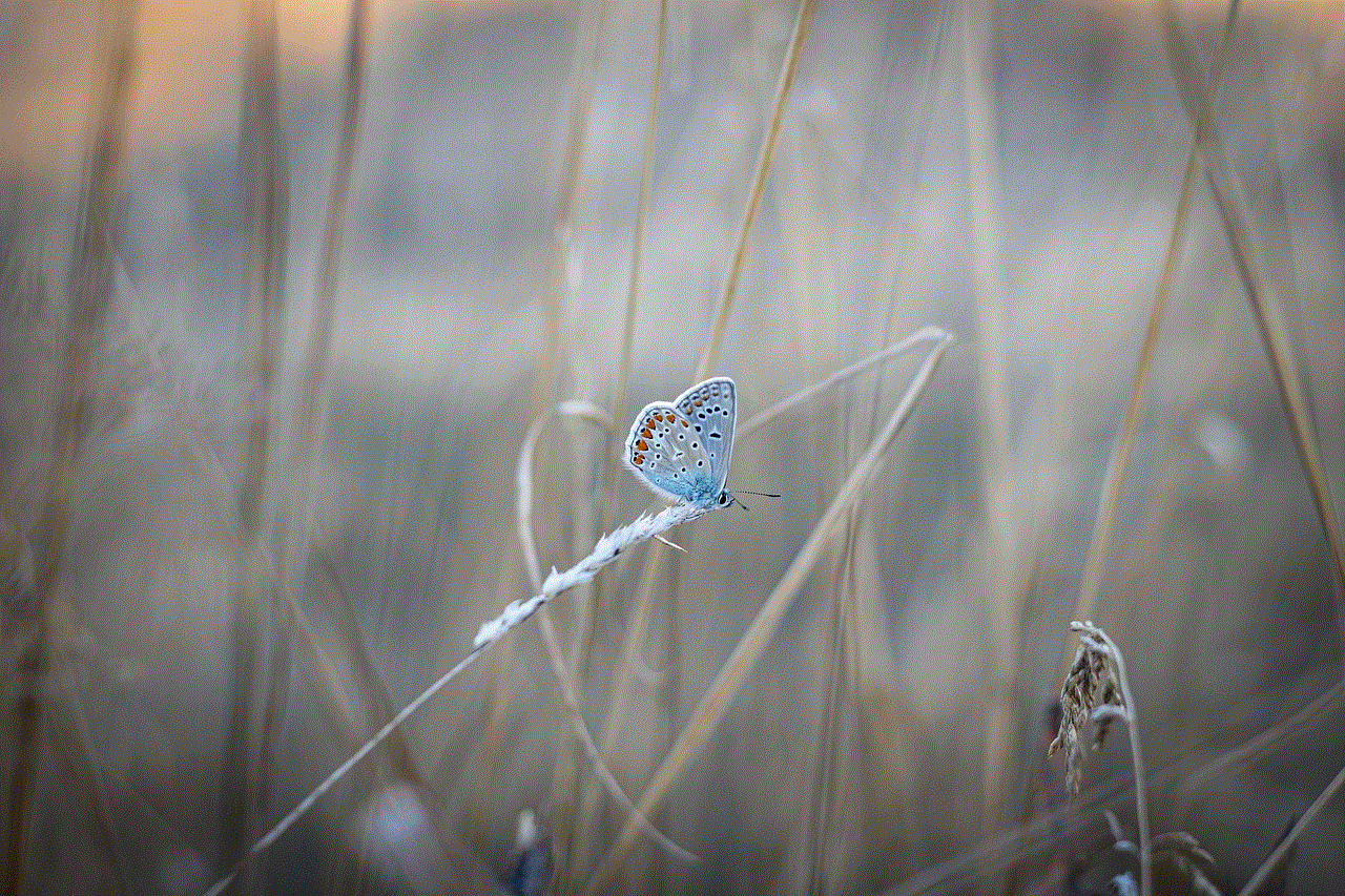 Butterfly Common Blue