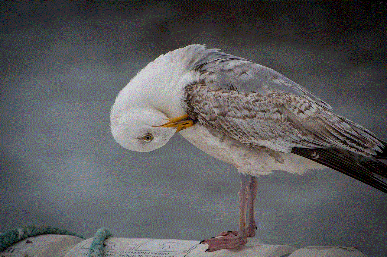 Seagull Free Wallpaper