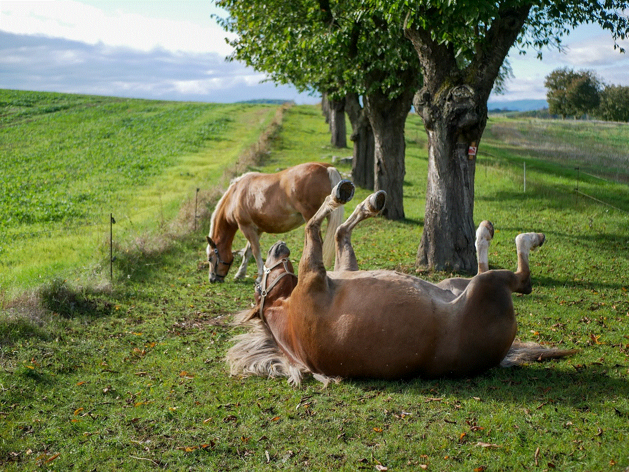 Animals Horses