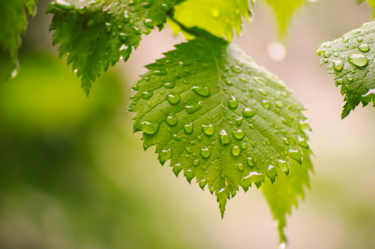 Leaves Raindrops