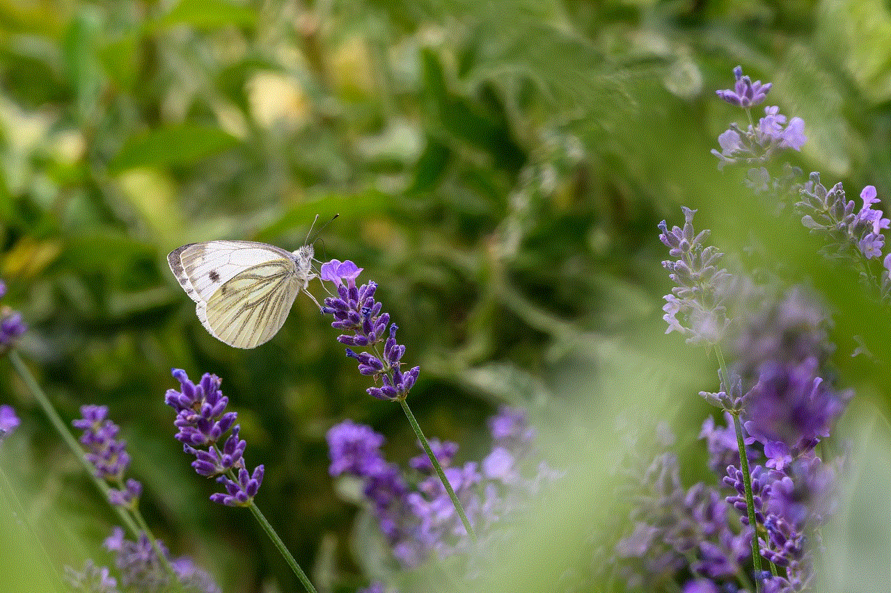 Butterfly Insect