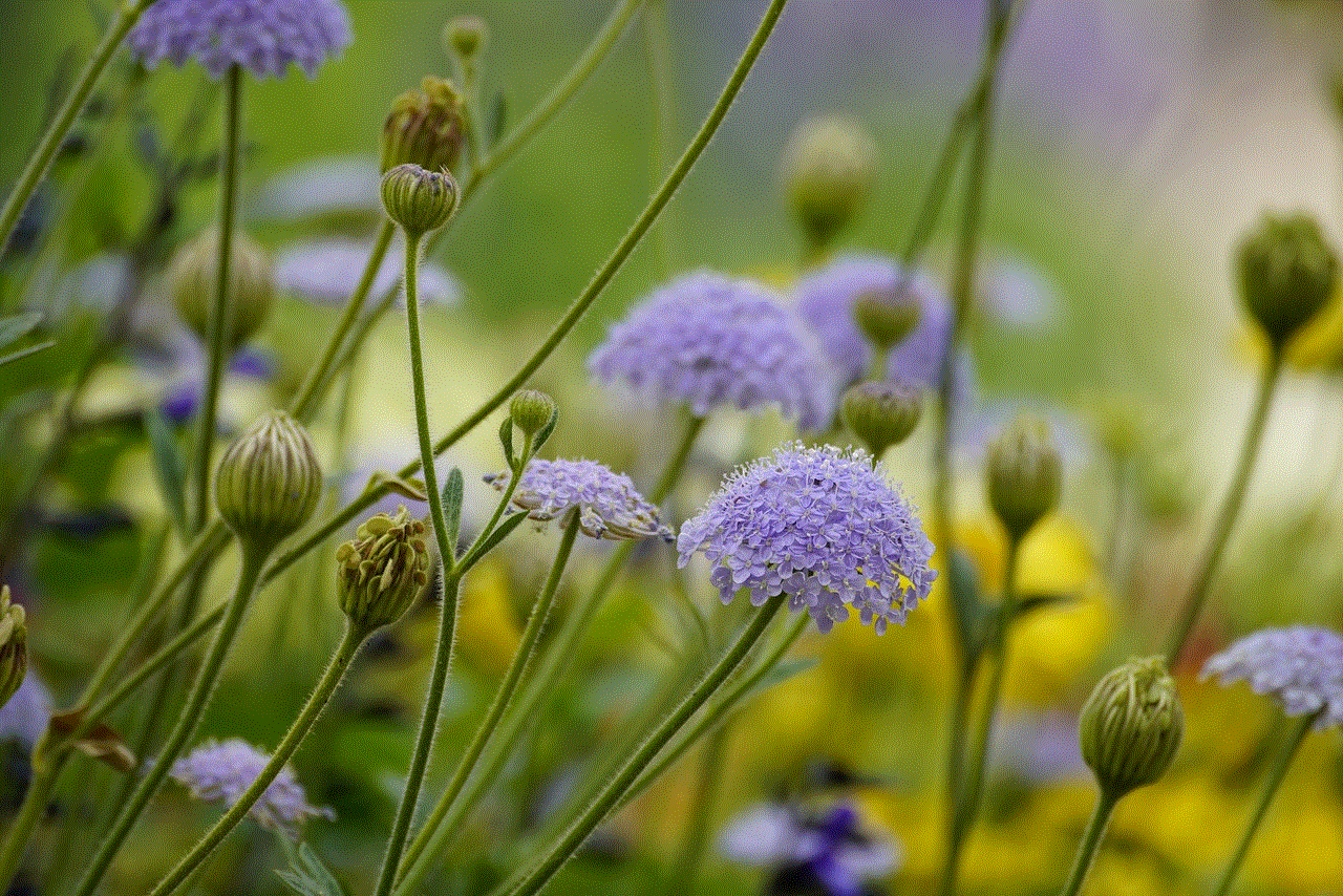 Blue Flowers Garden