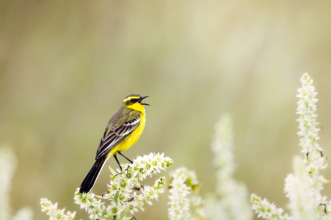 Wild Bird Yellow Wagtail