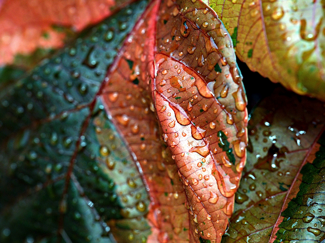 Copper Leaves Rain