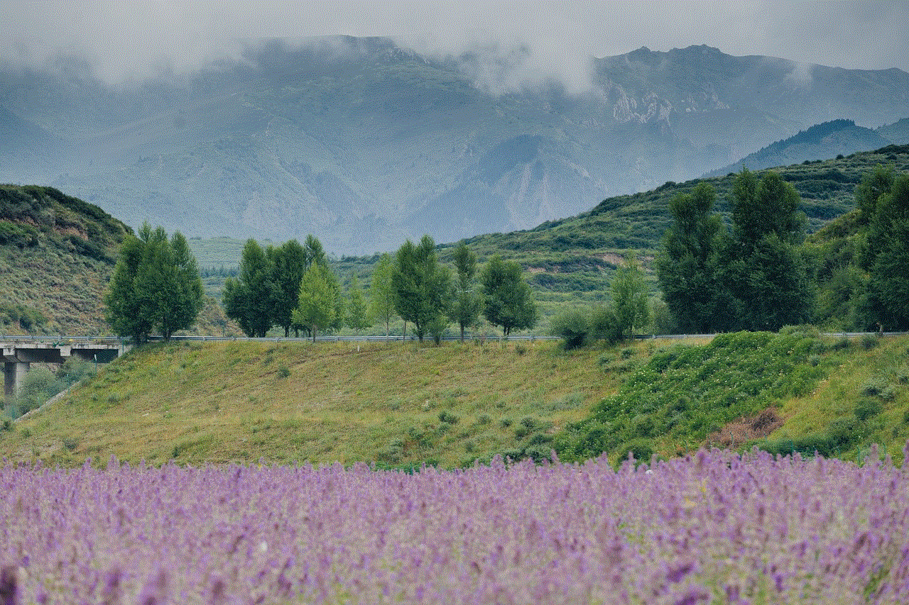 Mountain Lavender