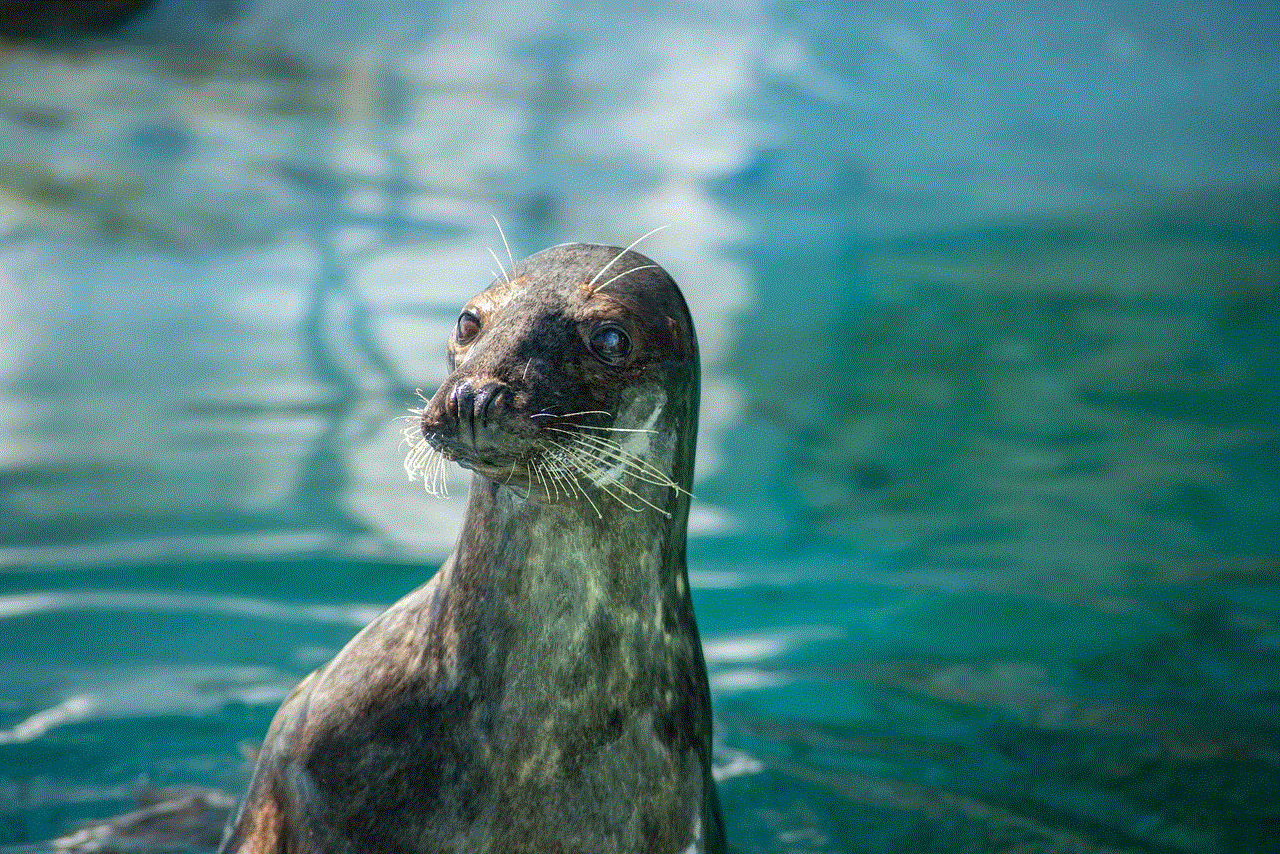 Sea Lion Animal