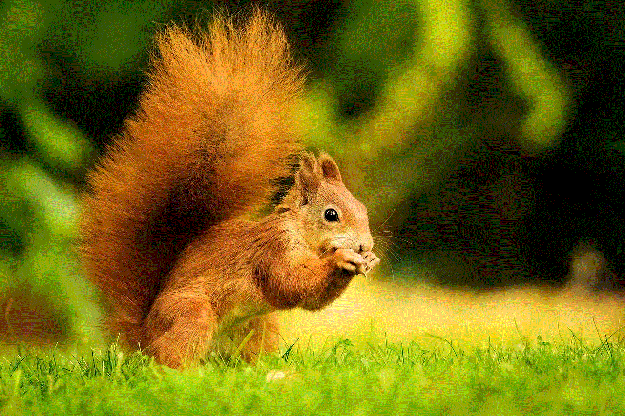 Squirrel Animal